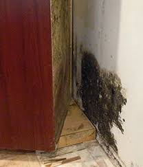 mold remediation in central florida