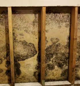 mold in your house